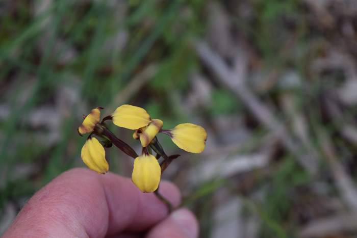 Diuris - Orchid-donkey-WFH-Sep-2018p0009.JPG